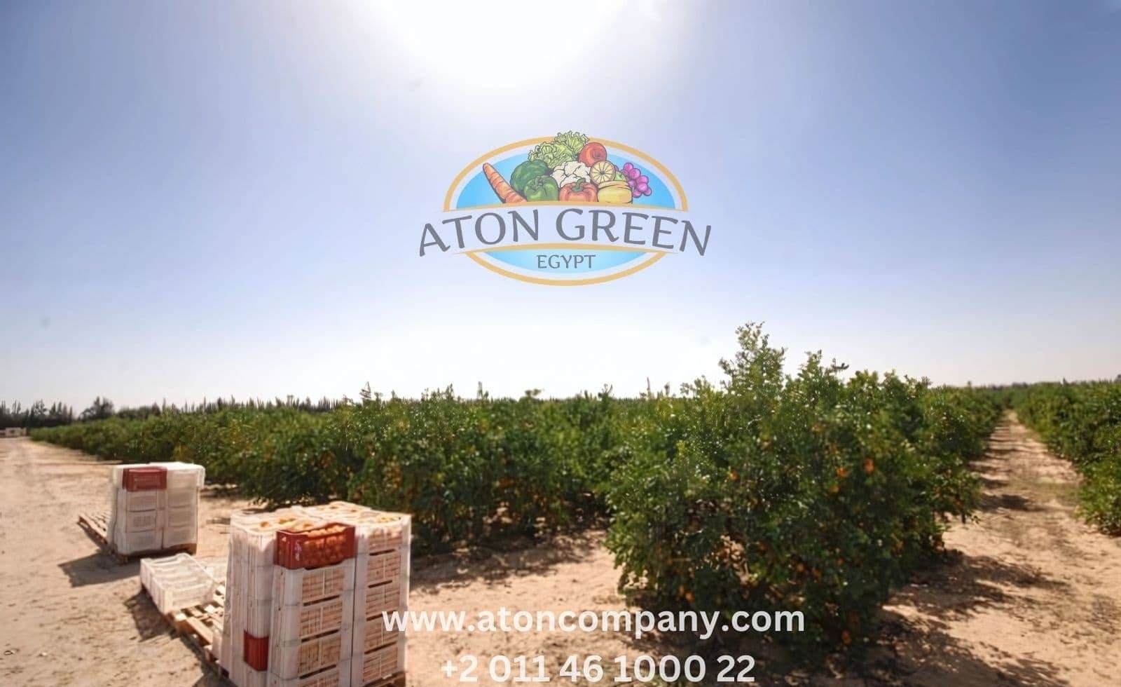 Aton Green Egypt Fresh Fruits & Vegetables